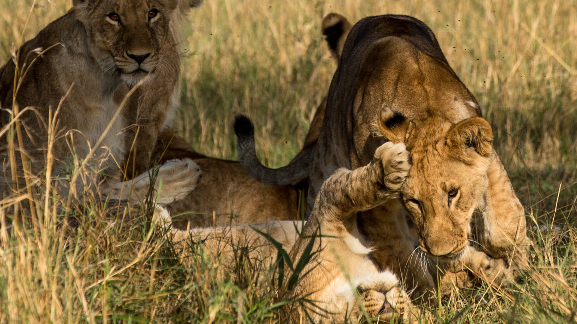 Masai Mara