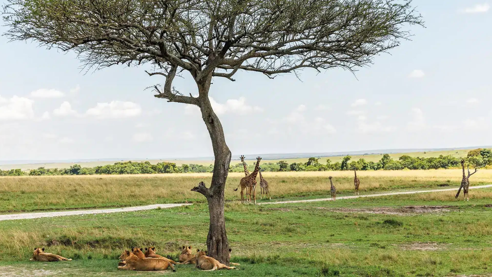 Nairobi Safari