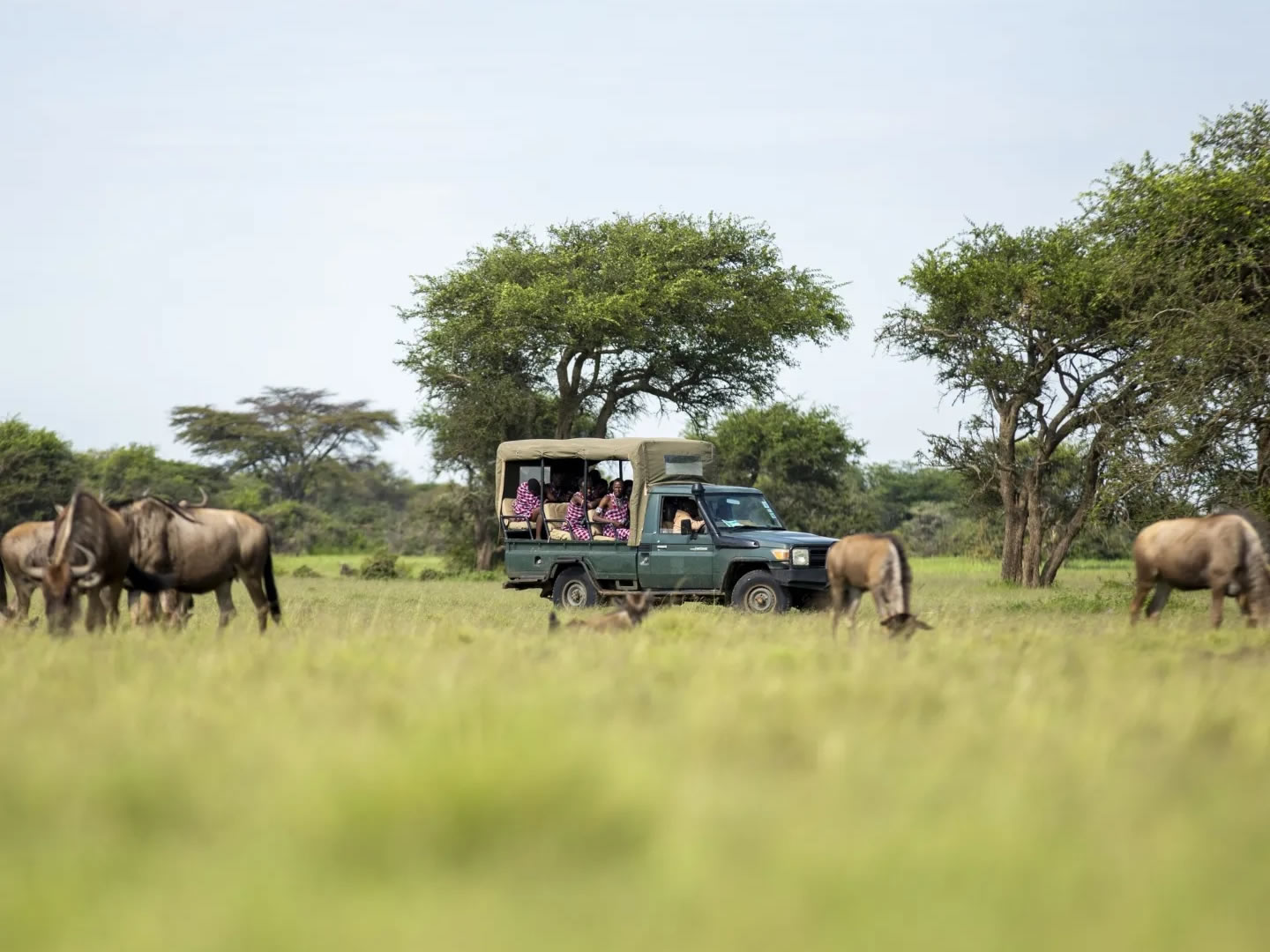 Safari Drive