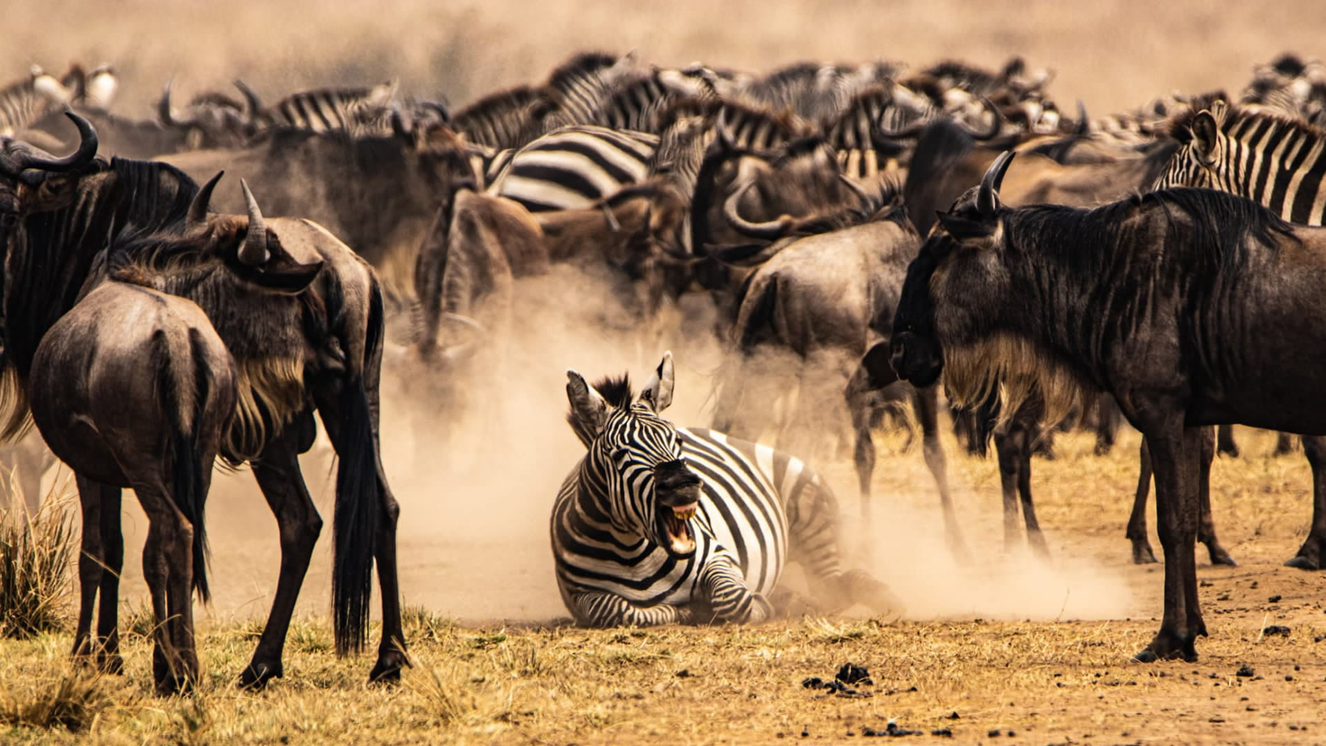 Wildlife