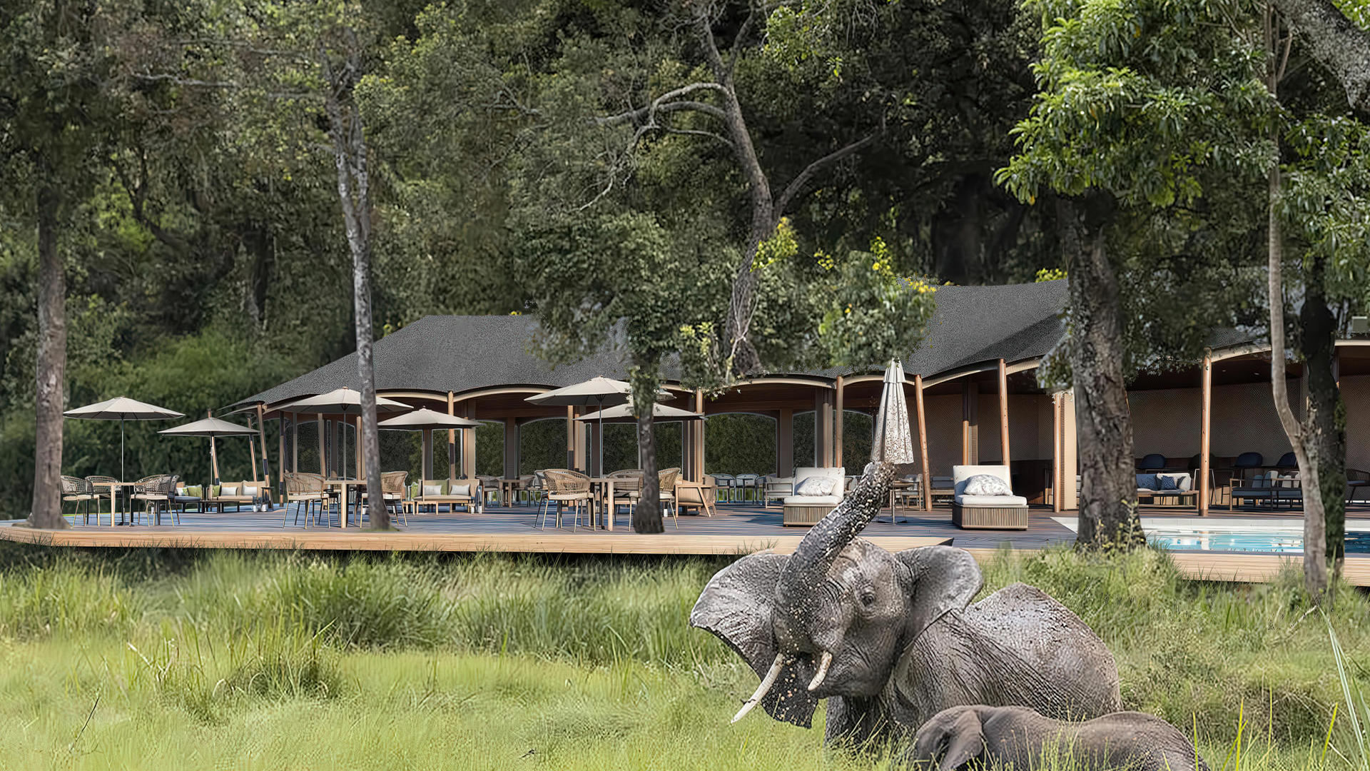 Morning Safari
