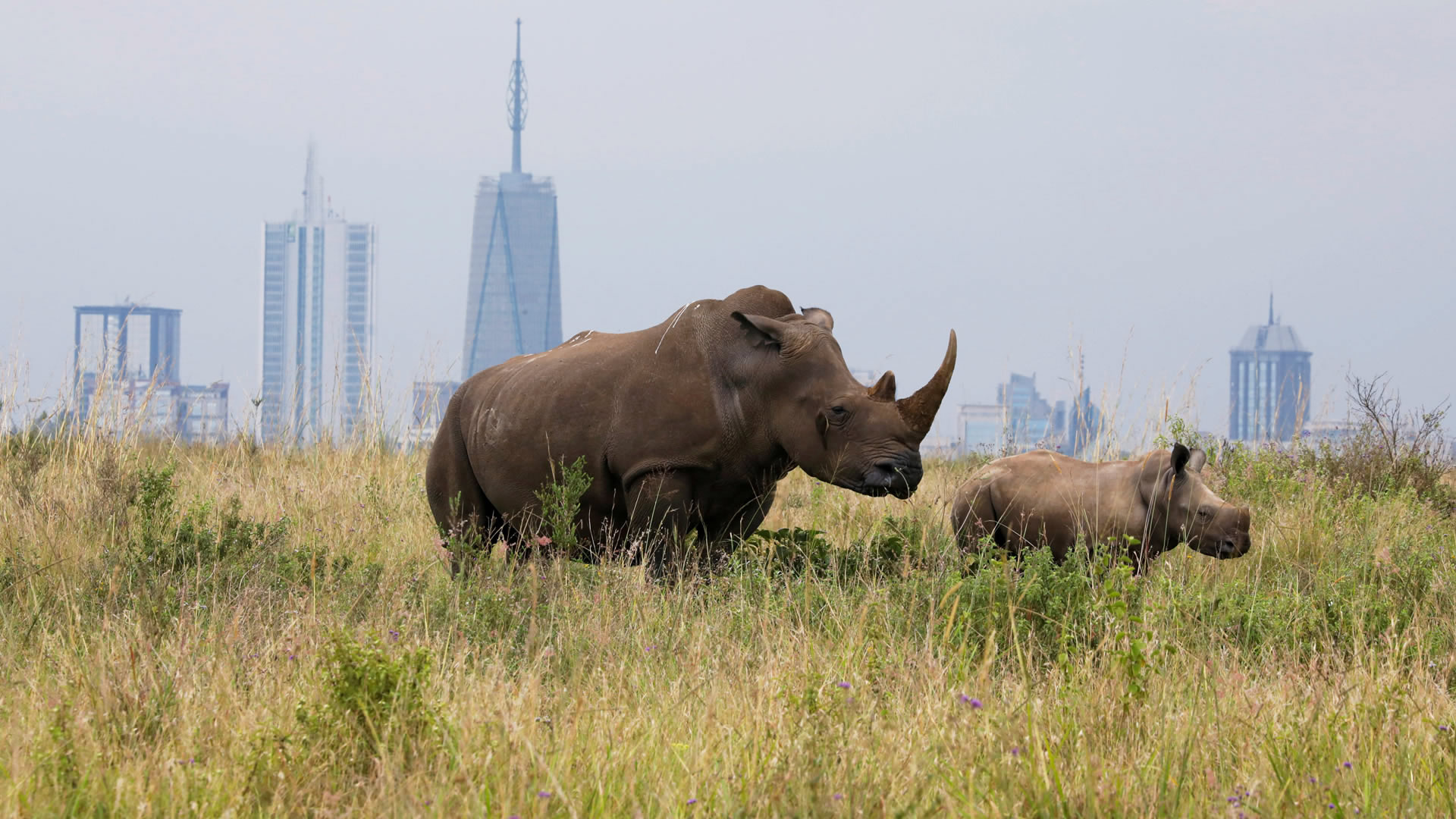 Nairobi Safari