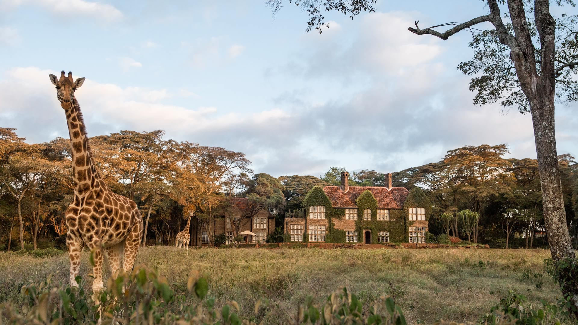 Nairobi Safari