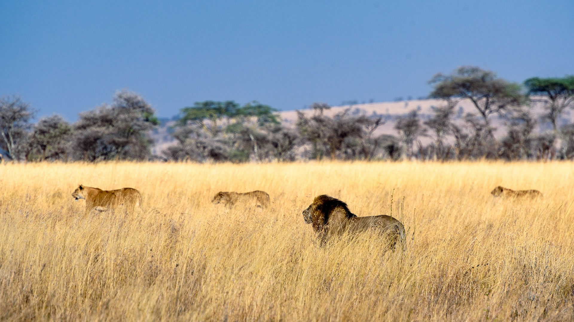 Nairobi Safari
