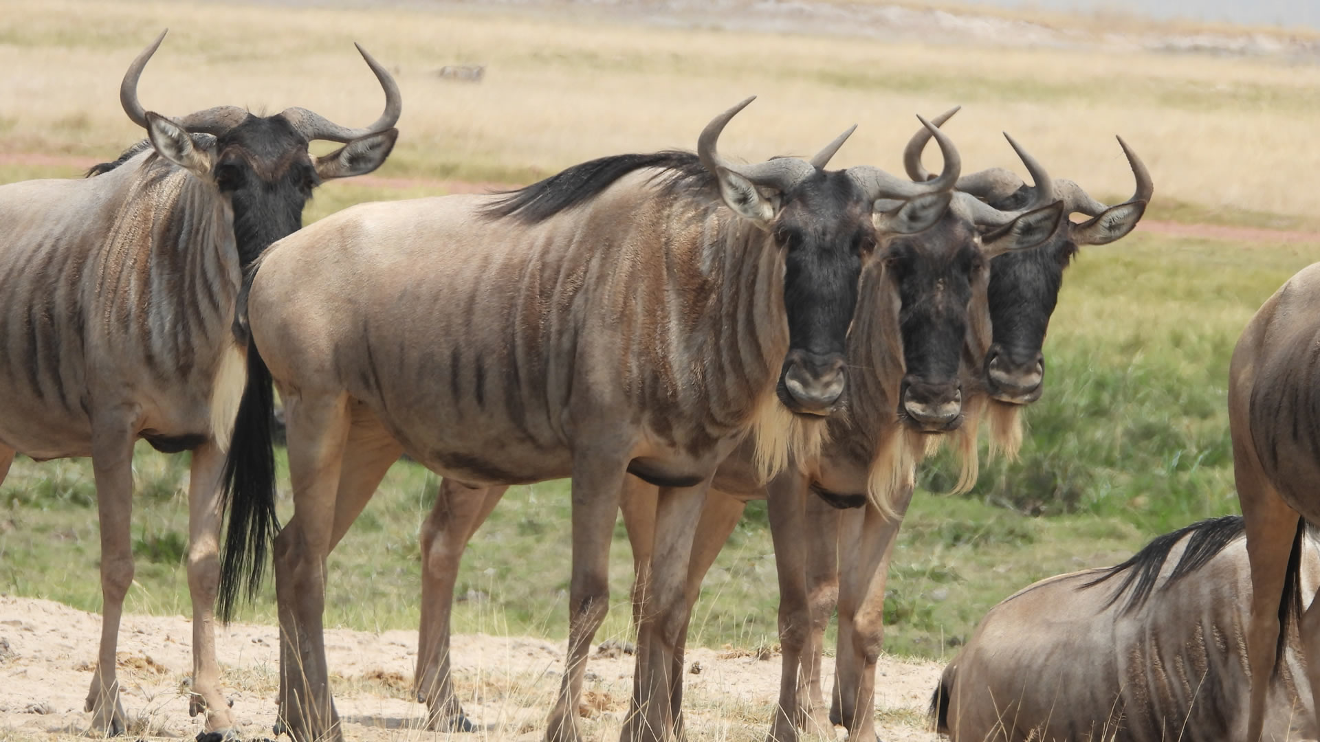 Nairobi Safari
