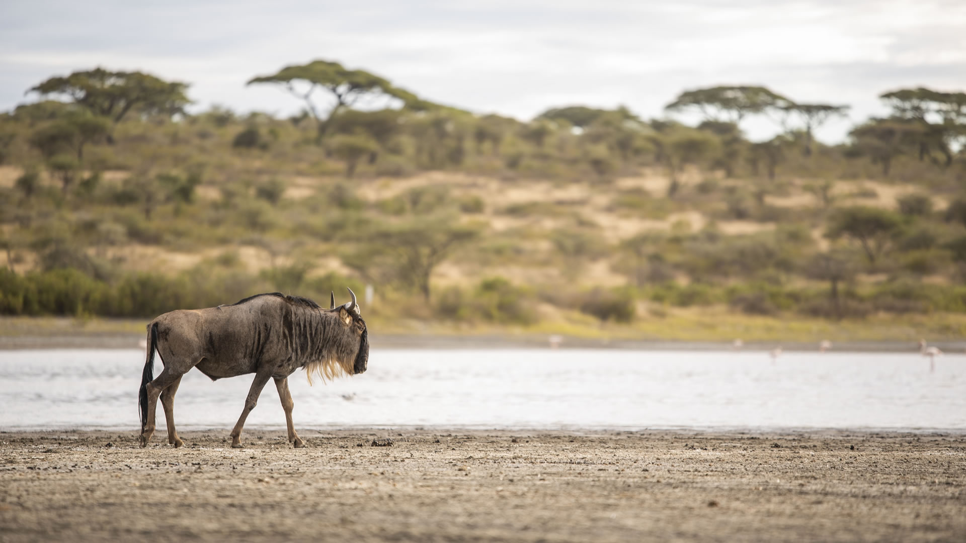 Nairobi Safari